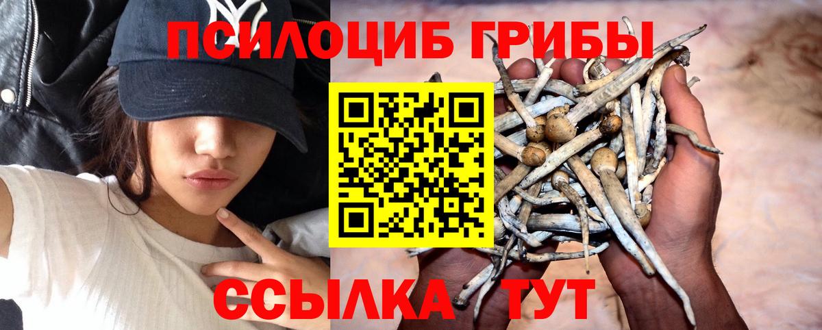 Псилоцибиновые грибы Psilocybe Балтийск